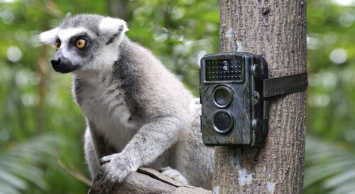 Nature Wildlife Cam TX 69 Cámara de vigilancia exterior Full HD Cámara de vida silvestre Visión nocturna 12MP 1080P Detector de movimiento impermeable Trampa fotográfica, Negro - Imagen 6
